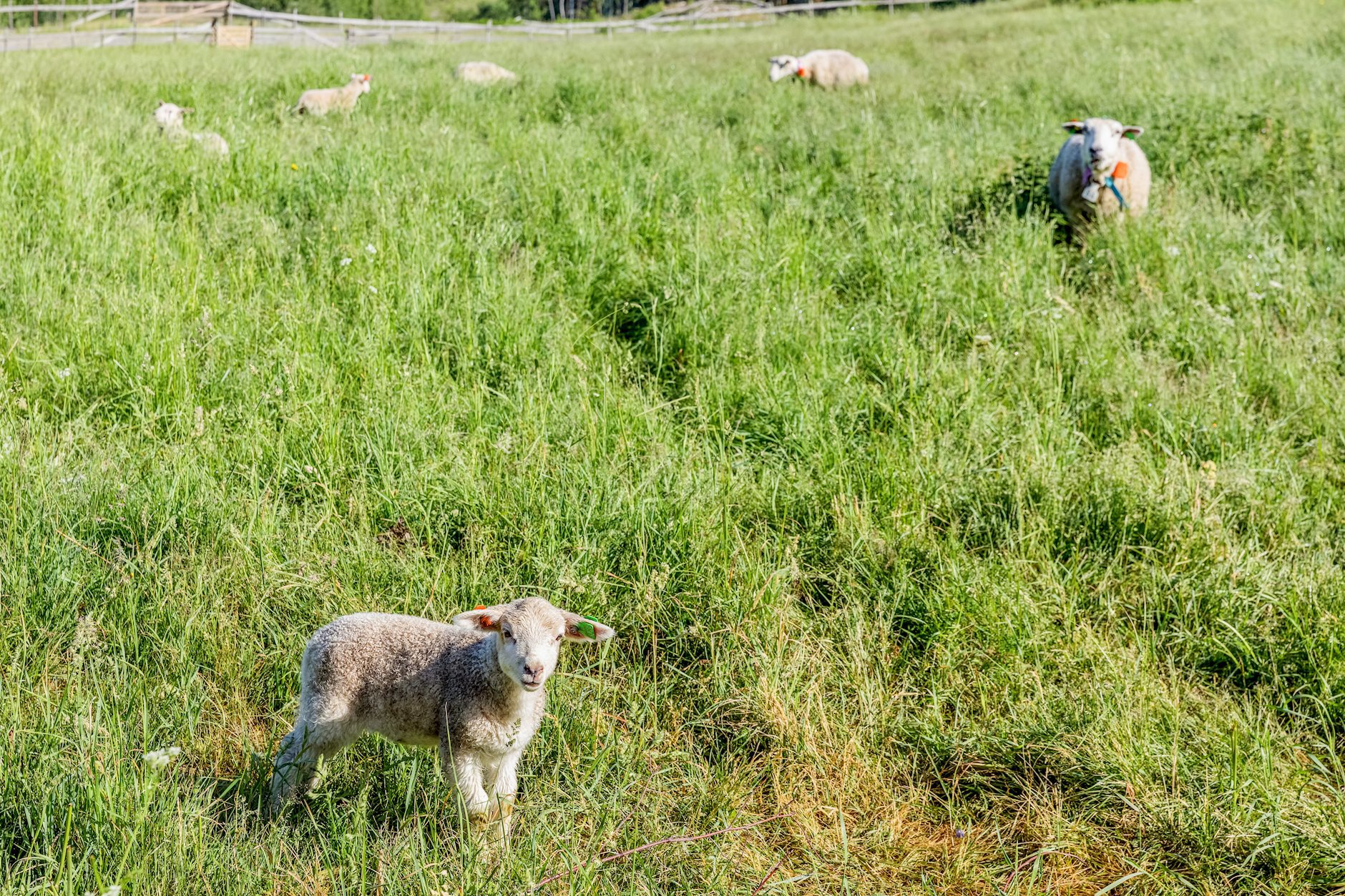 Skåvegen 15, BRANDBU | DNB Eiendom | Fra hjem til hjem