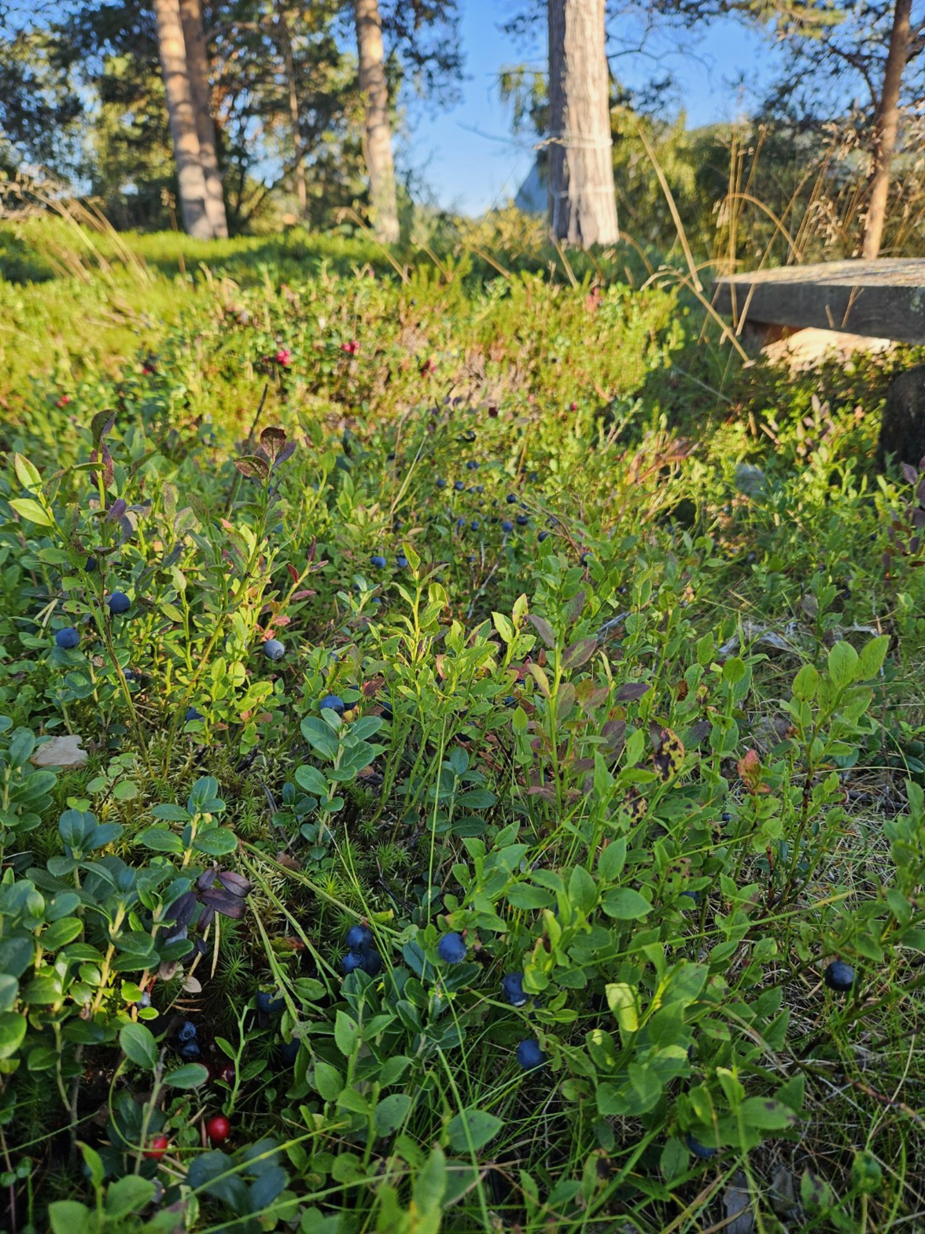 Røstmoen 12, ALTA | DNB Eiendom | Fra hjem til hjem